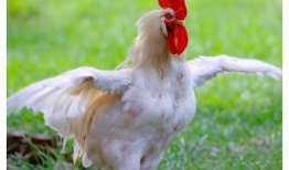 大公鸡视频,揭秘鸡界奇观，趣味横生瞬间集锦